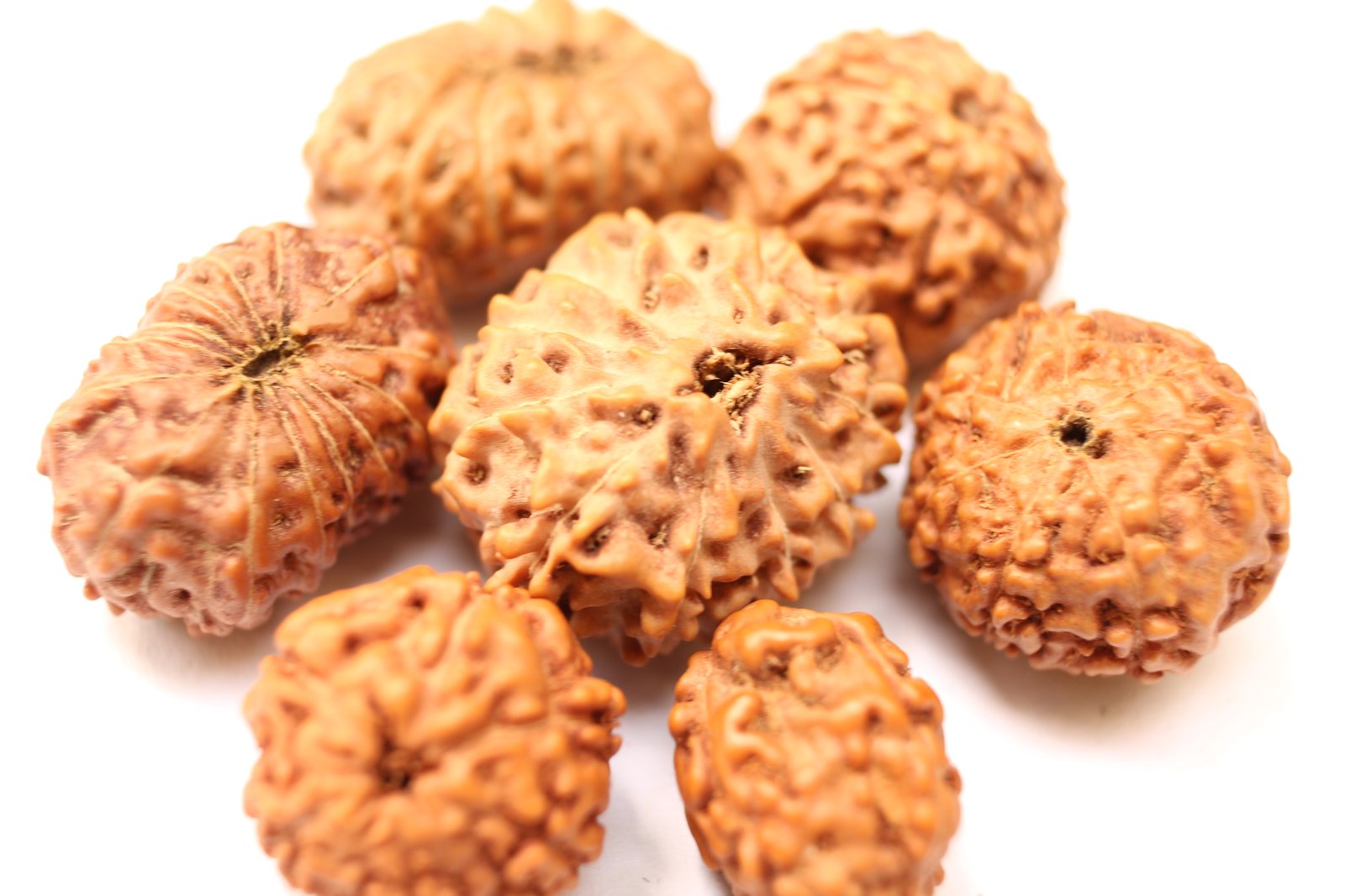 Rudrakshya beads, 2 to 19 Mukhi